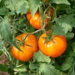 Ντομάτα ''Tangerine'' - Image 2