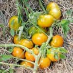 Ντομάτα ''Hawaiian Pineapple'' - Image 3