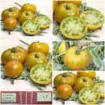Ντομάτα ''Green Pineapple''