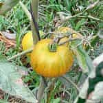 Ντομάτα ''Green Pineapple'' - Image 3