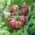 Ντομάτα ''Purple Calabash'' - Image 2