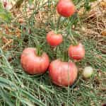 Ντομάτα ''Pink Furry Boar'' - Image 3