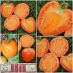 Ντομάτα ''Coeur de Boeuf Orange''