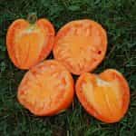 Ντομάτα ''Coeur de Boeuf Orange'' - Image 2