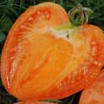 Ντομάτα ''Coeur de Boeuf Orange'' - Image 3