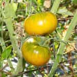 Ντομάτα ''Dorothy's Green'' - Image 2