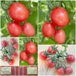 Ντοματίνι ''Podland Pink''