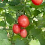 Ντοματίνι ''Podland Pink'' - Image 2