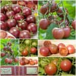 Ντοματίνι ''Chocolate Cherry''