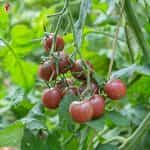 Ντοματίνι ''Chocolate Cherry'' - Image 2