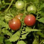 Ντοματίνι ''Chocolate Cherry'' - Image 4