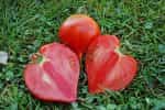 Ντομάτα ''Venus Nipple'' - Image 2