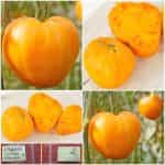 Ντομάτα ''Verna Orange''