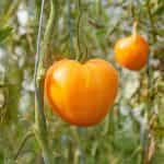 Ντομάτα ''Verna Orange'' - Image 2