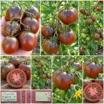 Ντομάτα ''Black Ethiopian'' Μαύρη Παραδοσιακή BIO