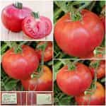 Ντομάτα ''Red Siberian''