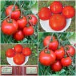 Ντομάτα ''Brandywine Red''