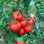Ντομάτα ''Brandywine Red'' - Image 2