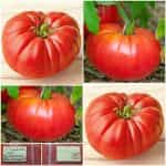 Ντομάτα ''Una Hartsock's Beefsteak''