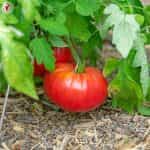 Ντομάτα ''Una Hartsock's Beefsteak'' - Image 3