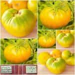 Ντομάτα ''Aunt Ruby's German Green''