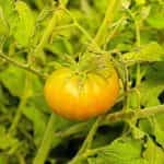 Ντομάτα ''Aunt Ruby's German Green'' - Image 3