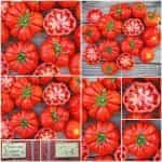 Ντομάτα ''Rosso Sicilian'' Χαμηλή