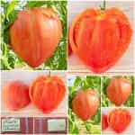Ντομάτα ''Japanese Oxheart''