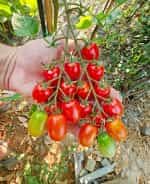 Ντοματίνι ''Grappoli Corbarino'' Βελανίδι - Image 3