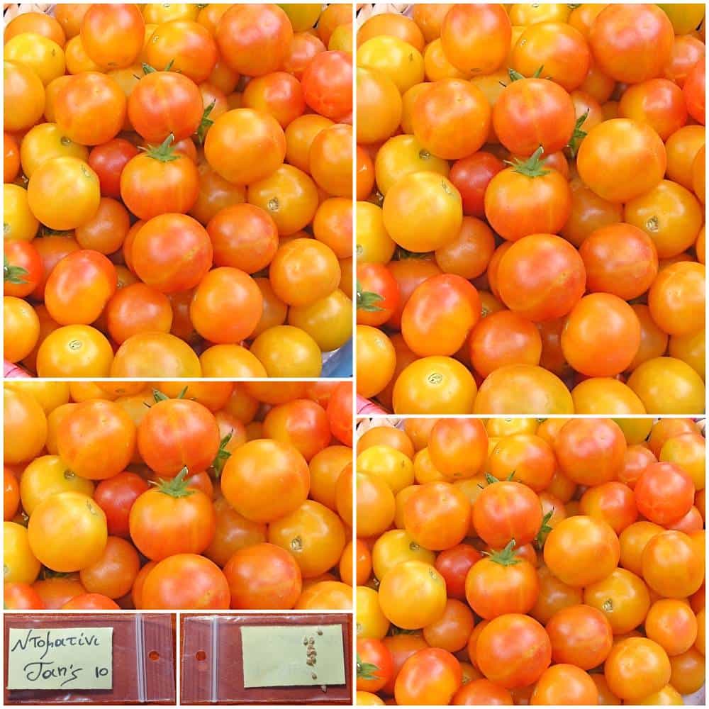 1182 Ντοματίνι ''Jan's Cherry'' - Image 1