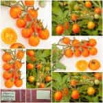Ντοματίνι ''Ambrosia Gold''