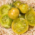 Ντοματίνι ''Abracazebra'' - Image 2