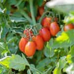 Ντοματίνι ''Datterini'' Βελανίδι - Image 2