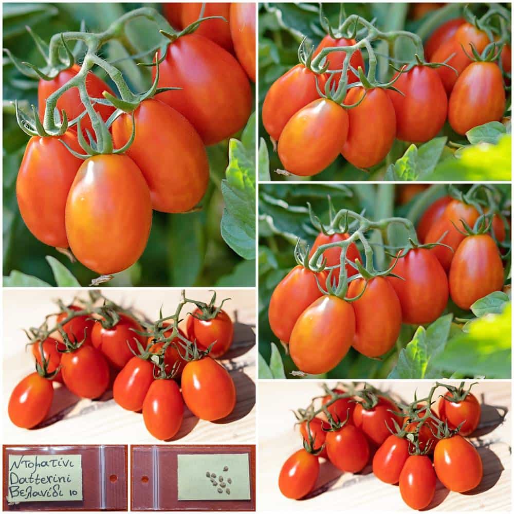 1190 Ντοματίνι ''Datterini'' Βελανίδι - Image 1