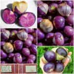 Φυσαλίδα ''Purple de Milpa'' Μωβ