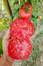 Ντομάτα ''Sudduth's Strain Brandywine'' - Image 3