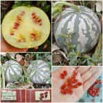 Καρπούζι ''Red Seeded Citron''