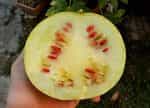 Καρπούζι ''Red Seeded Citron'' - Image 2