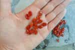 Καρπούζι ''Red Seeded Citron'' - Image 4