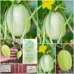 Αγγουράκι ''Crystal Apple''
