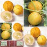 Αγγουράκι ''Lemon''