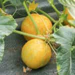 Αγγουράκι ''Lemon'' - Image 3