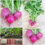 Ραπανάκι ''Pink Beauty''
