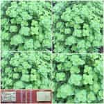 Ρίγανη Λιβανέζικη ''Babilye''