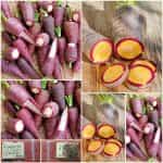 Καρότο ''Gniff''