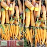 Καρότο ''Jaune Du Doubs''