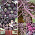 Λαχανάκι Βρυξελλών ”Rubine”