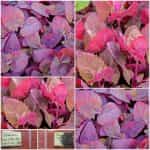 Σπανάκι ''Red Orache'' Κόκκινο