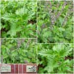 Βασιλικός ''Mrihani''