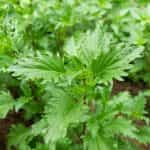 Βασιλικός ''Mrihani'' - Image 2